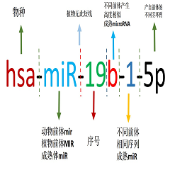 miRNA命名规则介绍