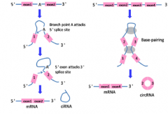 circRNA（环状RNA）测序