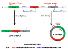 实时荧光定量PCR——mRNA/miRNA/lncRNA/circRNA的检测