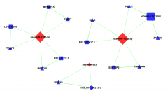 CircRNA-mRNA-miRNA-Network